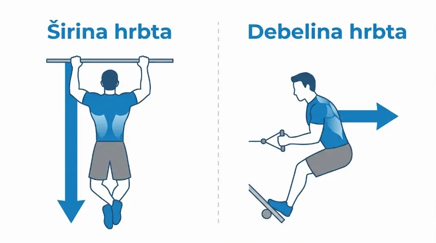 Infografika prikazuje razliko med vajami za širino in debelino hrbta